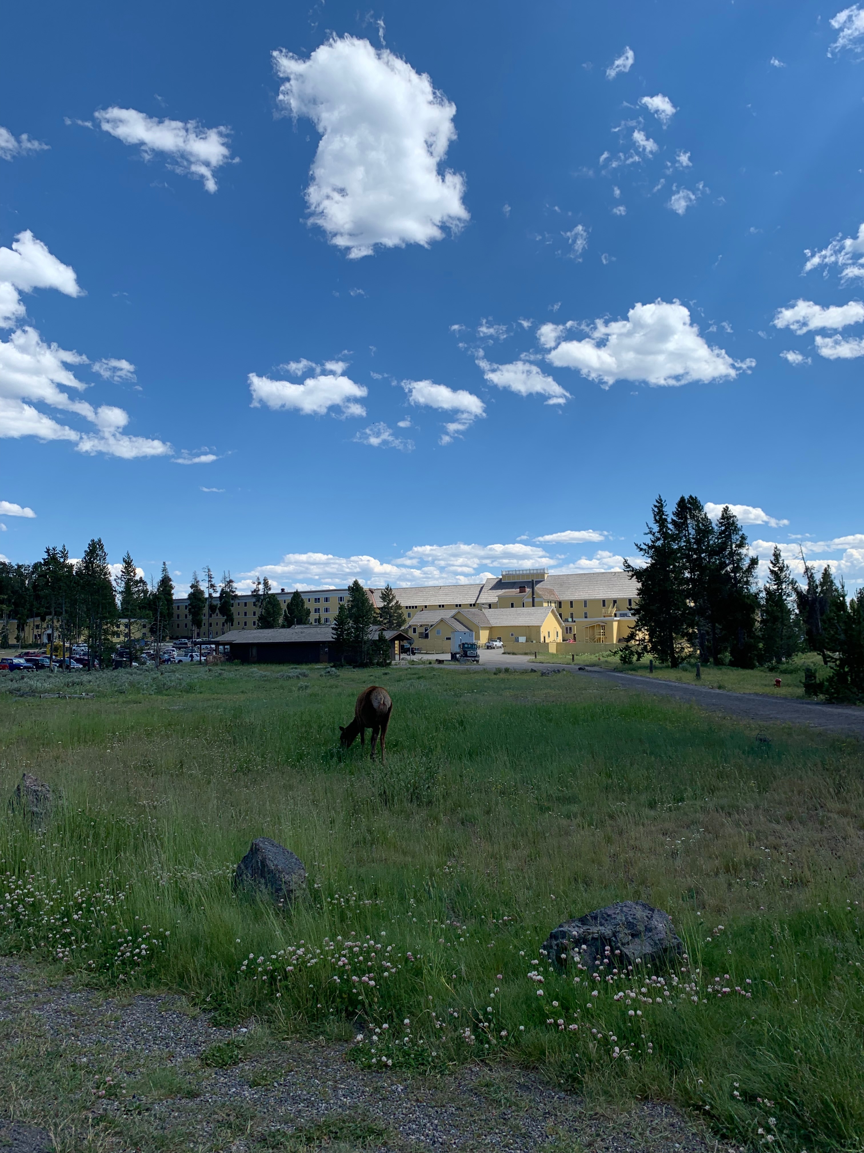 Elk eating behind Lake Yellowstone Hotel